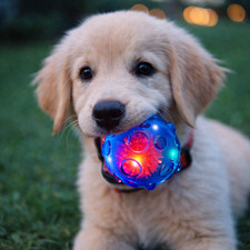 Dog Light Up Ball Toy 2 Pack