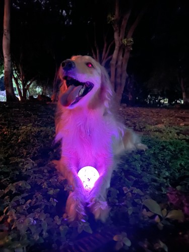 Ultra led dog ball toy - dog, light